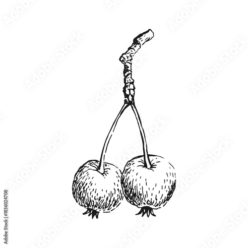 Small paradise apples on a branch. Hand drawn illustration.