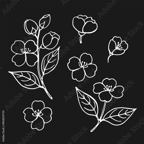 Set of leaves and flowers of jasmine. Hand drawn vector illustration in outline style.