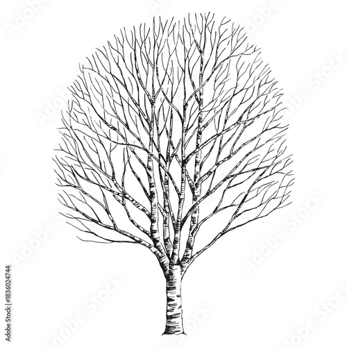 Detailed hand drawn illustration of a bare tree with intricate branches.