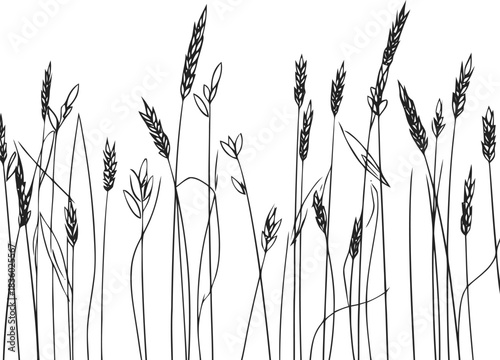 Delicate line art of wheat stalks in a minimalist design for backgrounds and nature themed designs