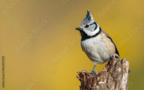 Crested tit bird perching on tree stump