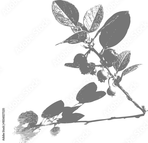 Detailed botanical illustration showcasing the intricacies of a blueberry branch with its fruits