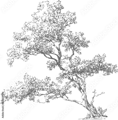 Serene arboreal sketch portraying the elegance of nature's botanical architecture