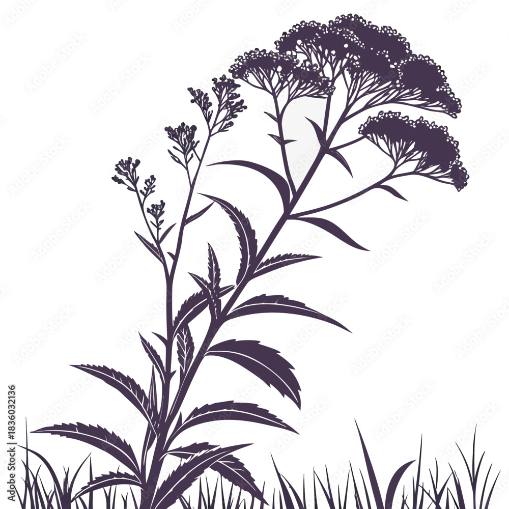 Naklejka premium eupatorium fistulosum leaves