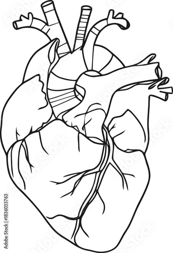 Detailed line drawing illustrating the human heart anatomy for medical study or art projects