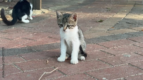 playing kitten.Kitten sitting pavement. Gray cat outdoors. High quality photo