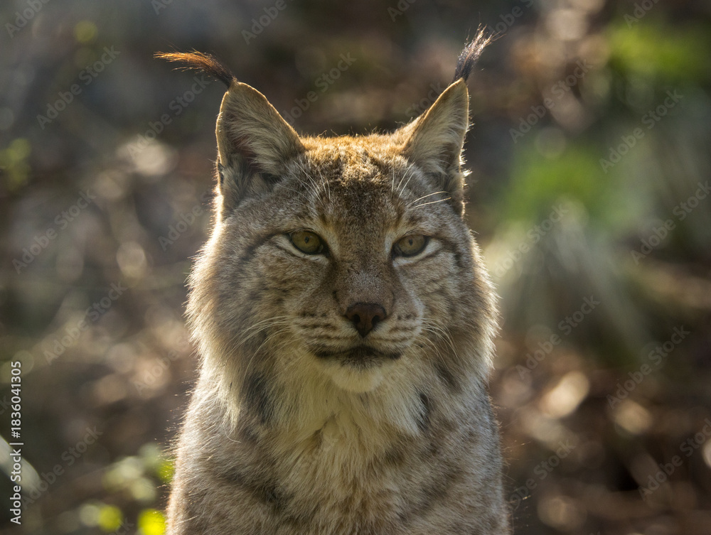 Naklejka premium Lynx boréal