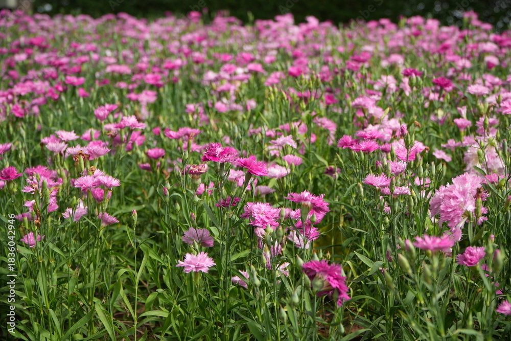 Fototapeta premium Dianthus