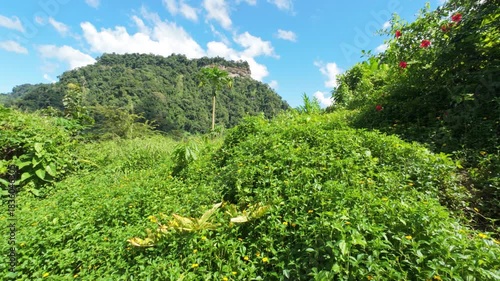 green grass and blue sky