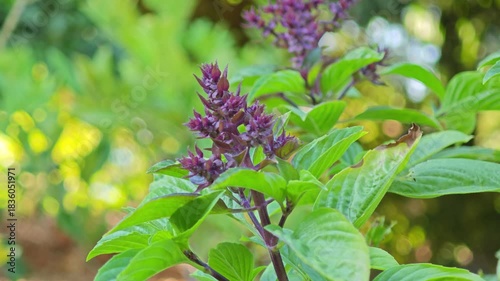 Thai holy basil, red variant flower.