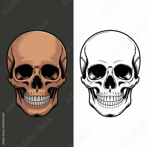 Human skull illustration in color and black and white line art
