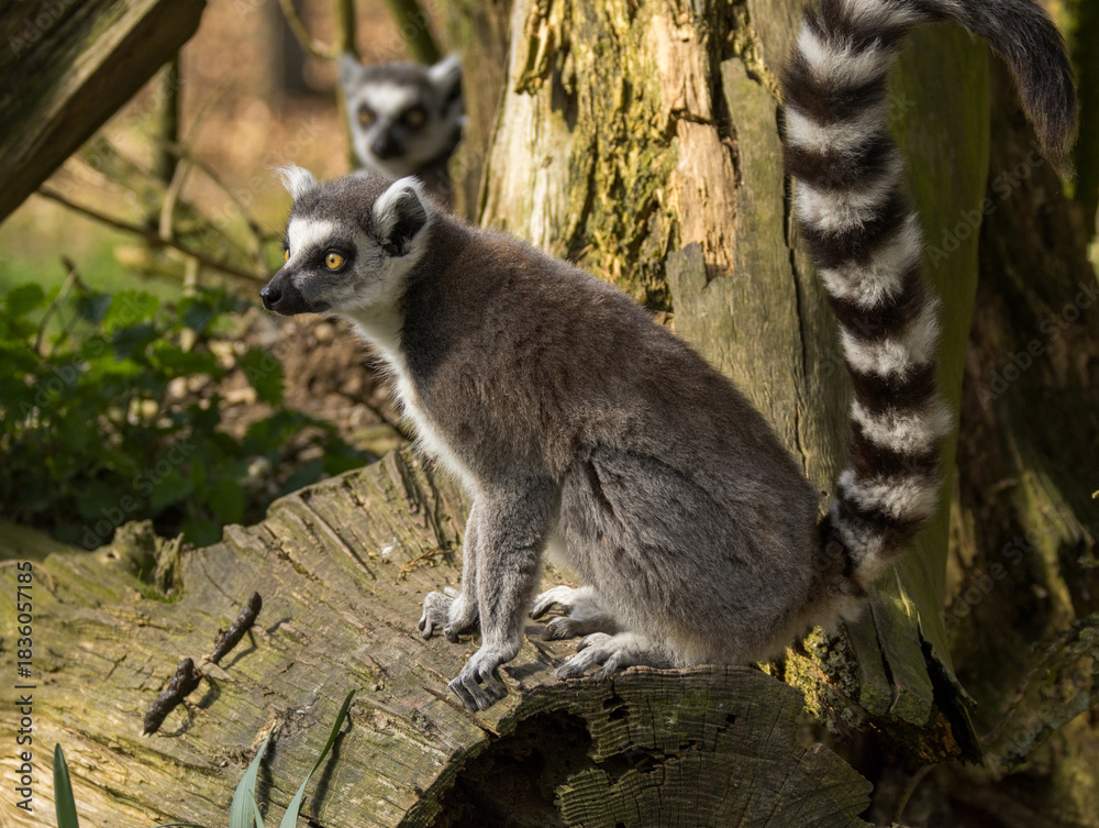 Fototapeta premium Maki Catta