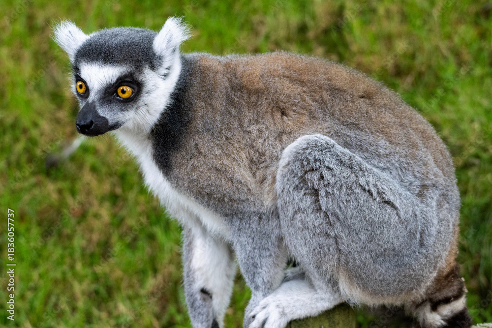 Fototapeta premium Maki Catta