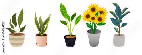 Vibrant Indoor Potted Plants Collection”