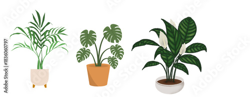 Vibrant Indoor Potted Plants Collection”