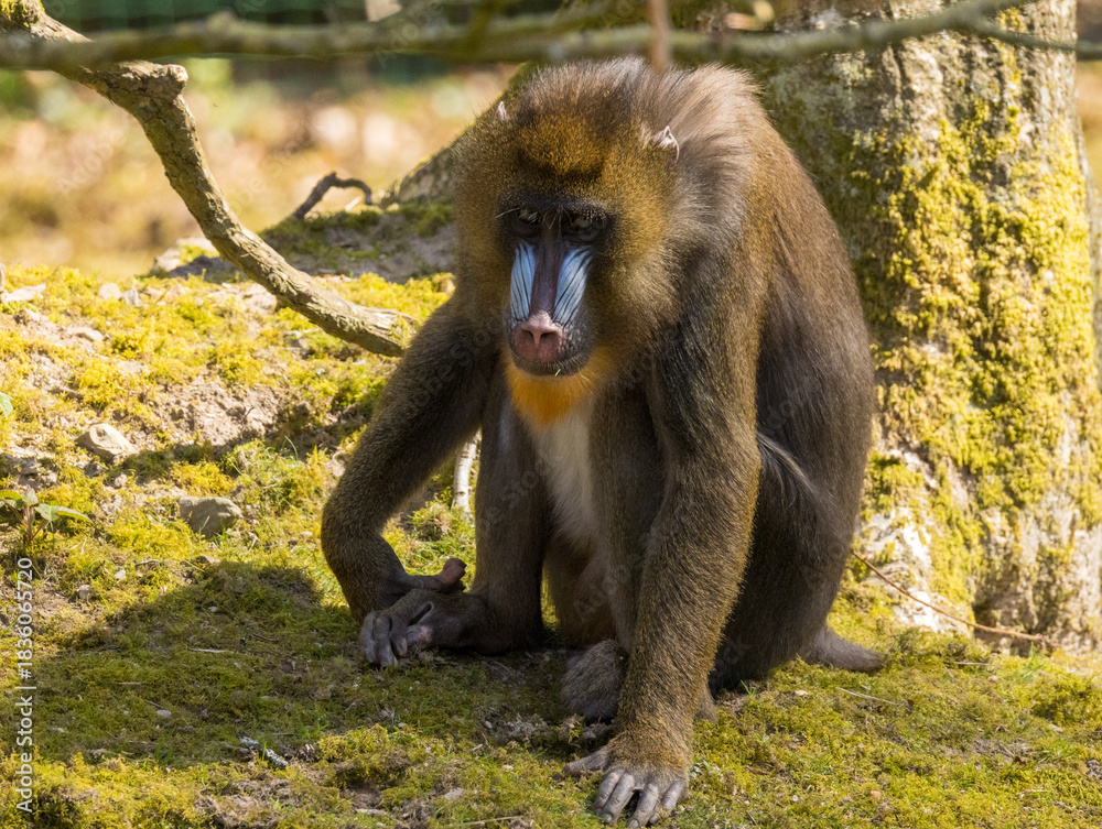 Obraz premium Mandrille