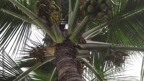 Coconut Tree with Green fresh  organic Coconut Bunch – Tropical View