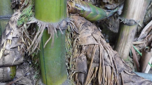 Underground Bamboo Rhizomes and Bamboo Tree with Roots Closeup showing Natural growth pattern