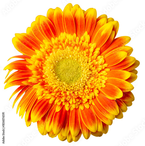 Isolated Astra on a white background