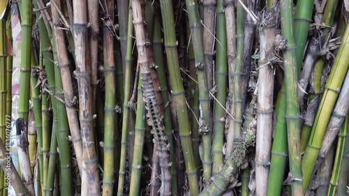 Underground Bamboo Rhizomes and Bamboo Tree with Roots Closeup showing Natural growth pattern