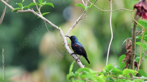 Male purple sunbird on tree.