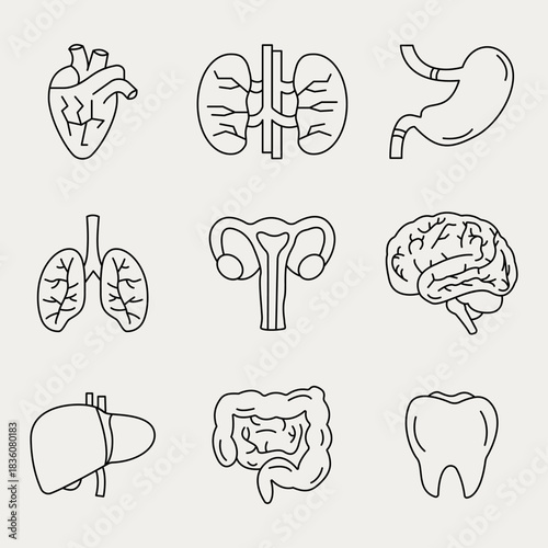Vector set of linear black and white icons of human organs on Cloud Dancer color background 