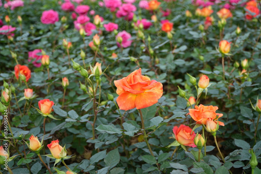 Fototapeta premium yellow rose