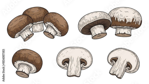 Various mushrooms depicted in different views, illustrating their distinct textures and shapes