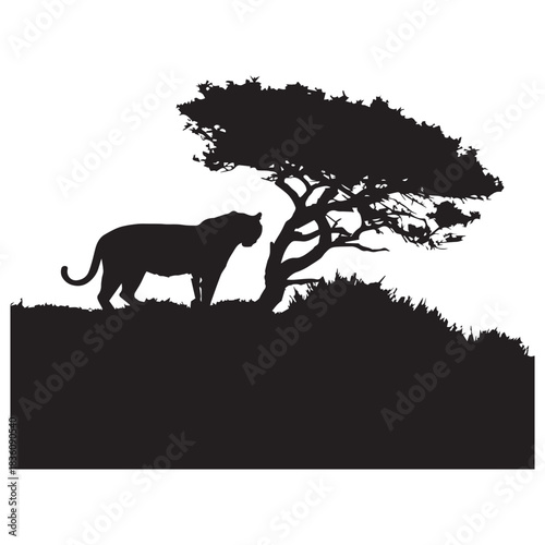 Photography wild animals silhouettes of tiger