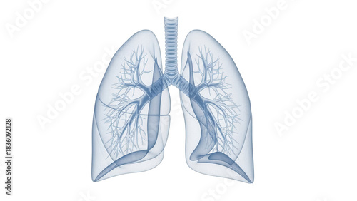 Obraz na płótnie Human lungs anatomy PNG isolated on transparent background, detailed medical dia
