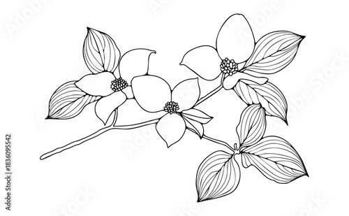 Dogwood branch with leaves and flowers outline isolated on white background. Hand drawn floral illustration