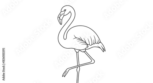 Flamingo Line Art Illustration