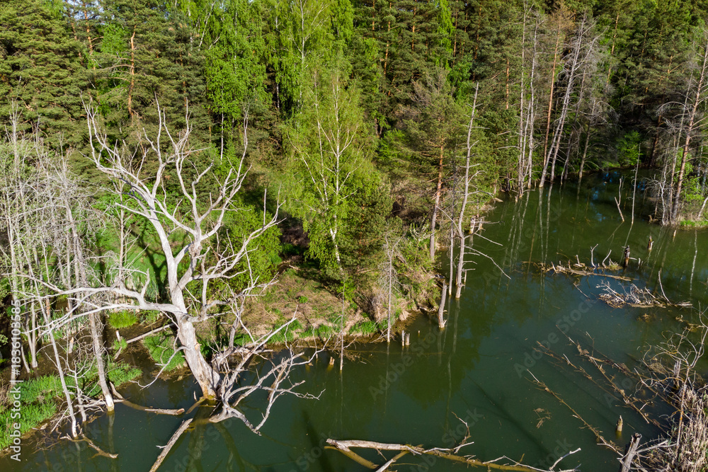 Obraz premium Aerial view capturing a serene, emerald pond edged by lush spring forest and a prominent skeletal dead tree emerging from the dark water