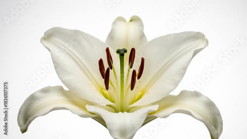 Close Up White Lily Flower Blooming Against White Background