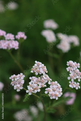 Close-up of white yarrow flowers in the meadow. Achillea millefolium wildflower in Italy