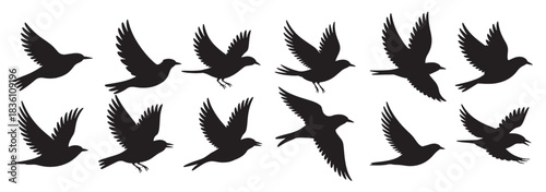 collection of silhouetted birds in various flying poses