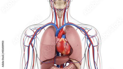 Tableau sur toile Human torso anatomy with lungs and heart isolated PNG, detailed medical visualiz