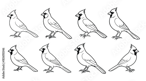  cardinal bird sketch illustration hand drawn