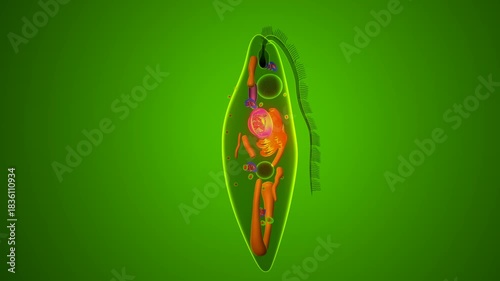 Euglena algae anatomy. 3d illustrations
