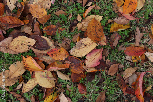 Wallpaper Mural Close up of colorful fallen leaves with insect holes on the grass in autumn. Pile of dead leaves background.	 Torontodigital.ca