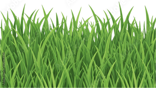 Lush green grass blades on a white background, a fresh spring lawn illustration