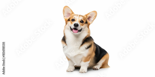 Small, cute brown chihuahua puppy sitting happy on an isolated white background for a pet portrait
