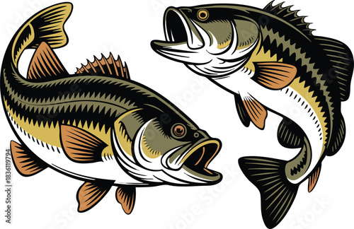 Two Jumping Largemouth Bass Illustrations, Detailed Retro-Style Bass Fish Graphic, Vector Art of Fighting Fish (Largemouth Bass), Fishing and Angling Design Element, silhouette, vector, illustration.