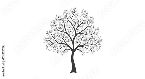 A silhouette of a tree with fine, branching branches and no leaves at all. It gives the impression of winter, tranquility, or detailed natural growth.