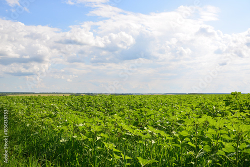 Vast Green sunflower Field Under a Bright Blue Sky