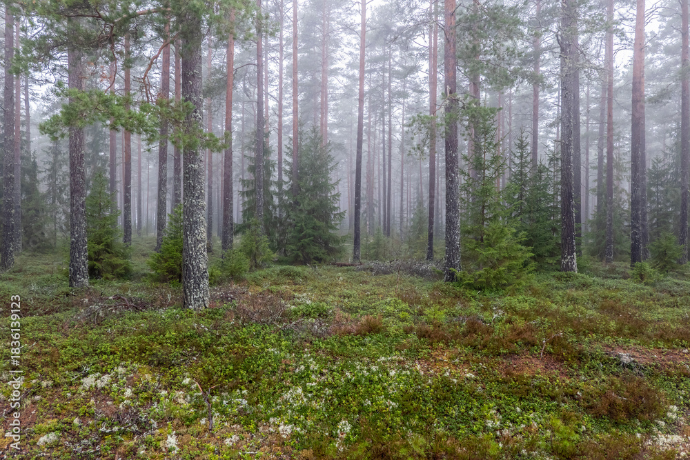 Fototapeta premium Magical fairytale forest Foggy morning in forest covered of green moss in december. Forest therapy and stress relief