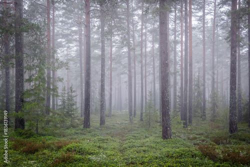 Magical fairytale forest Foggy morning in forest covered of green moss in december. Forest therapy and stress relief