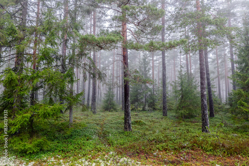 Magical fairytale forest Foggy morning in forest covered of green moss in december. Forest therapy and stress relief