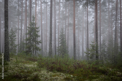 Magical fairytale forest Foggy morning in forest covered of green moss in december. Forest therapy and stress relief