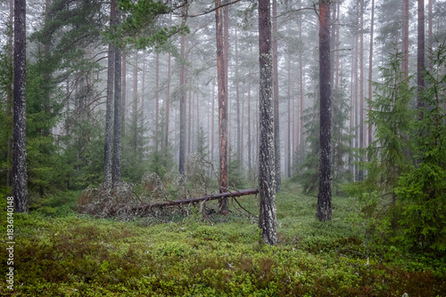 Magical fairytale forest Foggy morning in forest covered of green moss in december. Forest therapy and stress relief